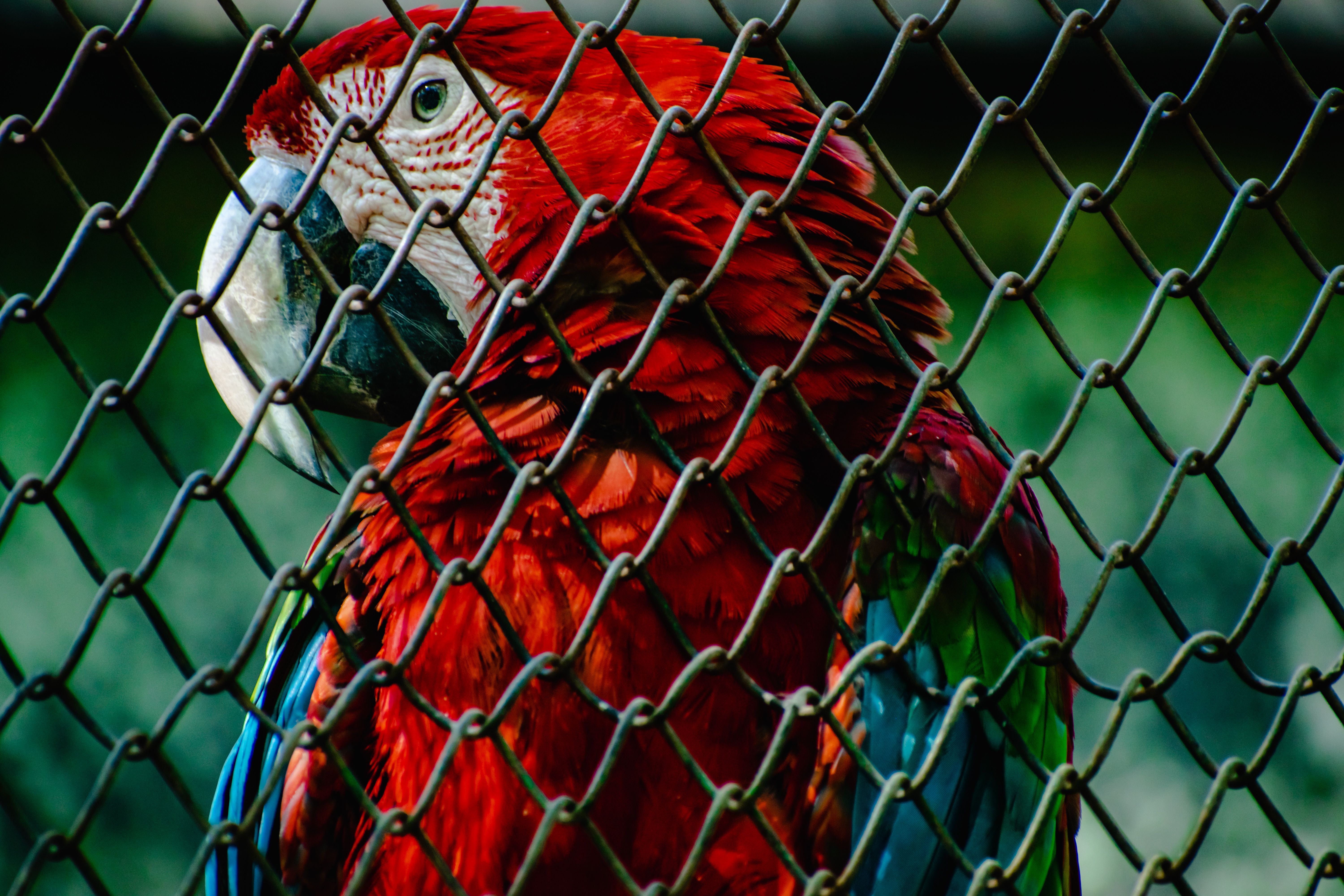 Animal relocation service