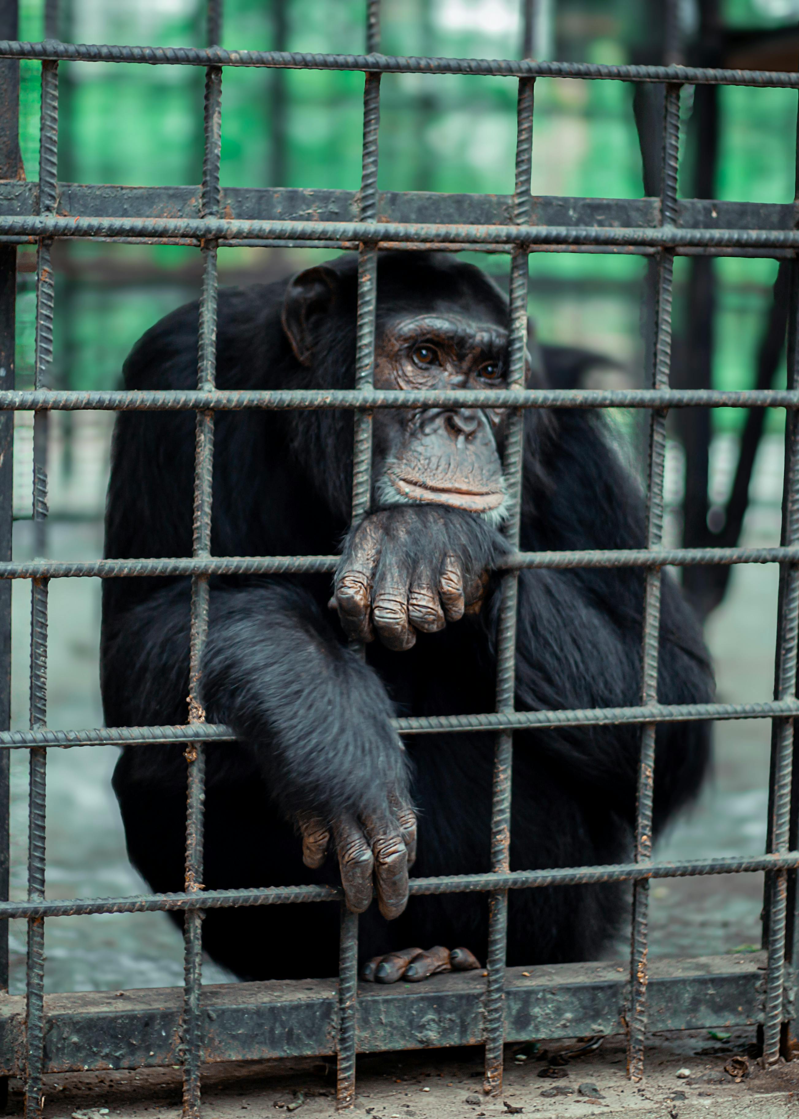 Animal trapping service