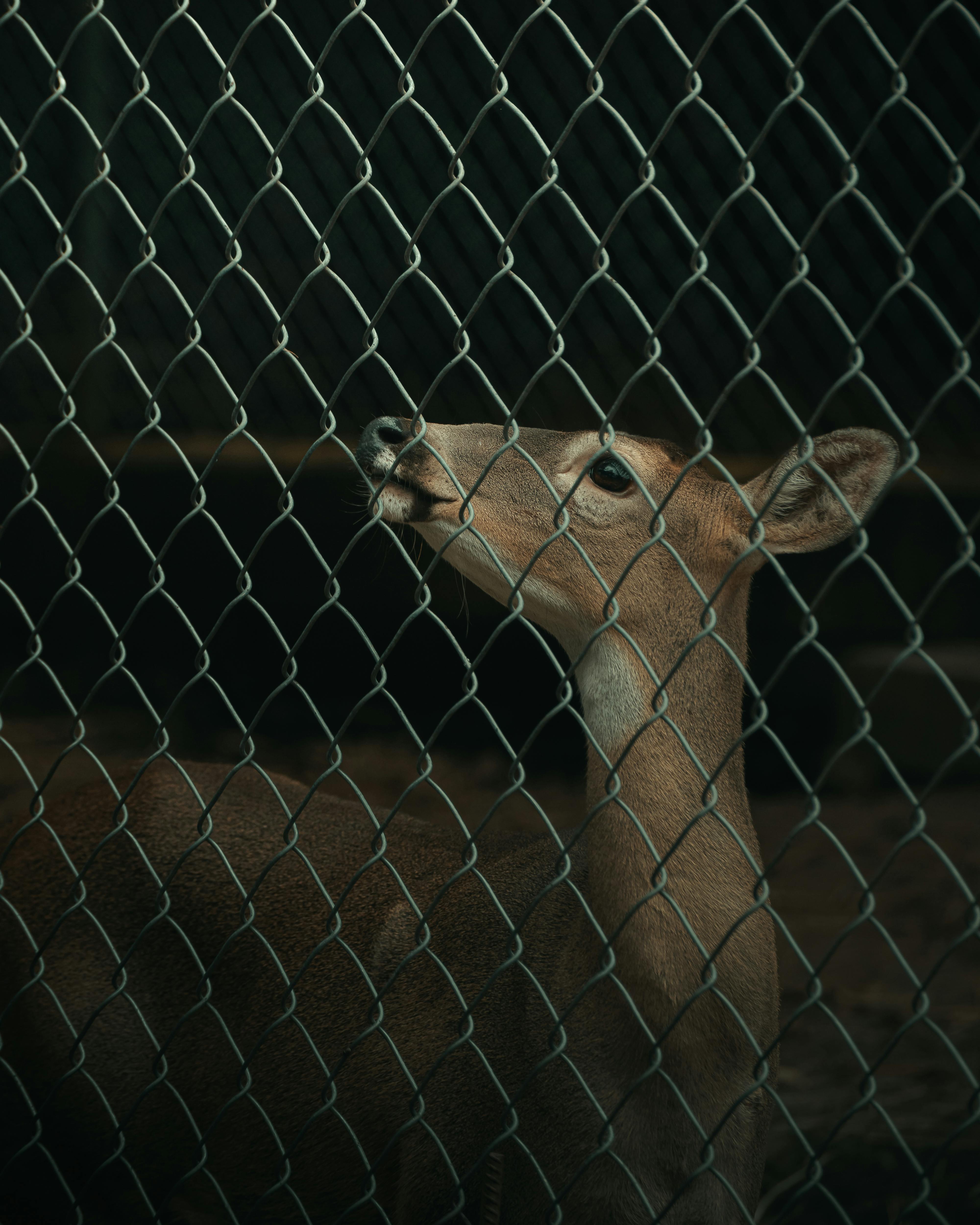 Emergency wildlife service